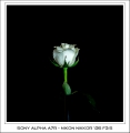 Sony Alpha A7r - Nikon 135 f3.5