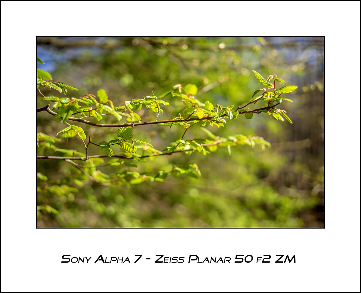 Sony Alpha 7 - Zeiss Planar 50 f2 ZM
